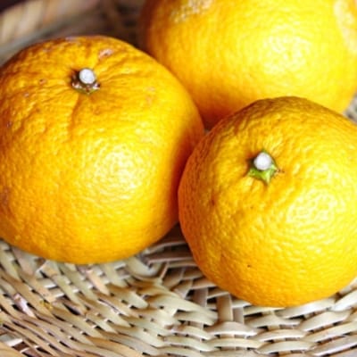 【厳選・希少】和歌山産のじゃばら果実約3kg【有田川町】