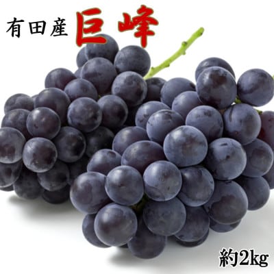 [新鮮・産直]和歌山県有田巨峰村の朝採れ巨峰約2kg【有田川町】