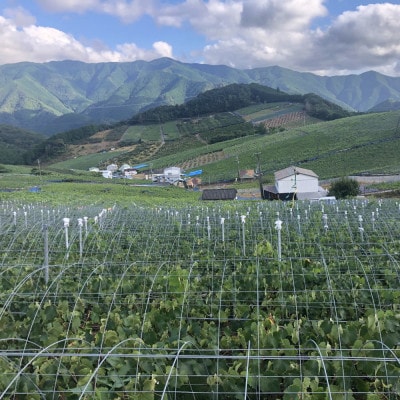 [新鮮・産直]和歌山県有田巨峰村の朝採れ巨峰約2kg【有田川町】
