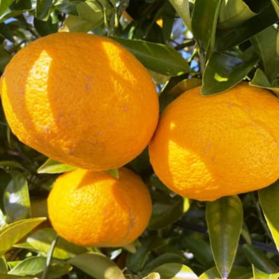 有田産甘夏みかん約10kg(サイズ混合　訳ありご家庭用)
