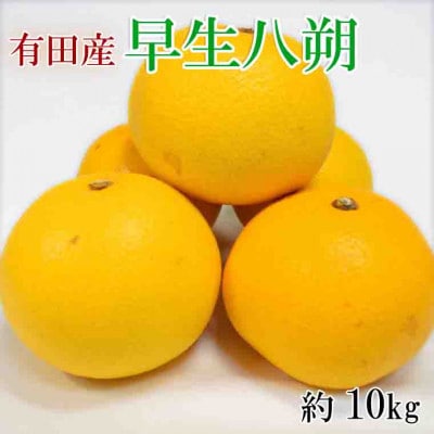 【数量限定】有田産早生八朔約10kg(サイズ混合)