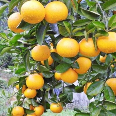 【数量限定】有田産早生八朔約10kg(サイズ混合)