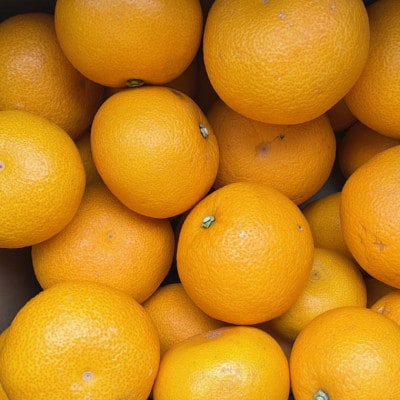 【数量限定】有田産早生八朔約10kg(サイズ混合)