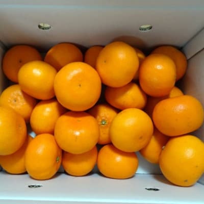 一度は食べていただきたい「有田産のせとか」約3kg(サイズ混合　秀品)(有田川町)