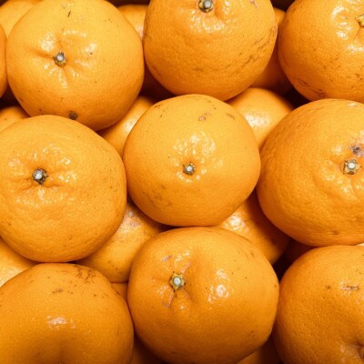 【農園直送】和歌山有田産の濃厚はるみみかん約4kg(サイズ混合)