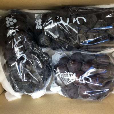[新鮮・産直]和歌山県有田巨峰村の朝採れBKシードレス約1.5kg