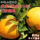 こだわりの和歌山有田産木成り熟成八朔 約5kg(サイズ混合　ご家庭用)(有田川町)