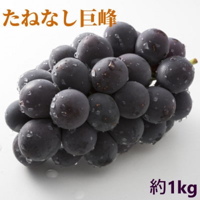[新鮮・産直]和歌山県有田巨峰村の朝採りたねなし巨峰約1kg