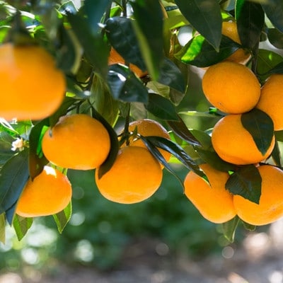 [厳選]紀州有田みかん約5kg (S～Lサイズおまかせ・秀品)【有田川町】