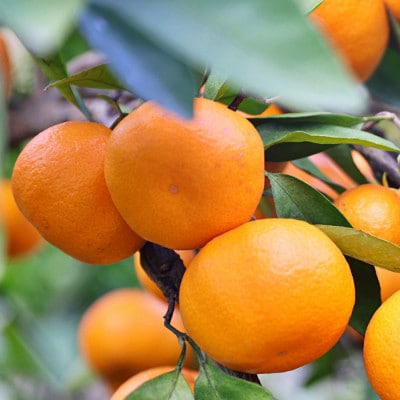 「農園直送」有田の旬の食べごろみかん約5kg(サイズ混合)