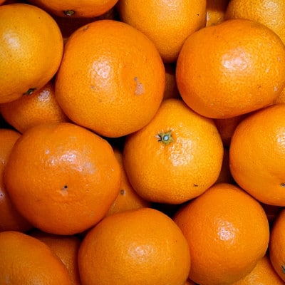 「農園直送」有田の旬の食べごろみかん約10kg(サイズ混合)