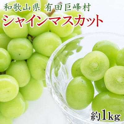 【発送月固定定期便】和歌山有田産の人気フルーツ定期便【梨・シャインマスカット・ゆら早生みかん】全3回