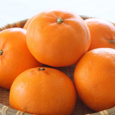 一度は食べていただきたい「有田産のせとか」約4kg～5kg (サイズおまかせ・青秀以上)【有田川町】