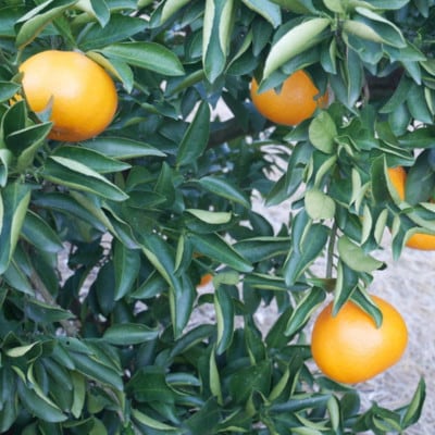 一度は食べていただきたい「有田産のせとか」約4kg～5kg (サイズおまかせ・青秀以上)【有田川町】