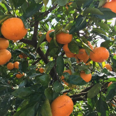 農家直送!濃厚有田みかん　約5kg【Lサイズ】(有田川町)