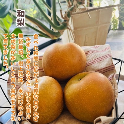 【先行受付・2026年発送】朝採れ巨峰と旬の梨 大人気セット