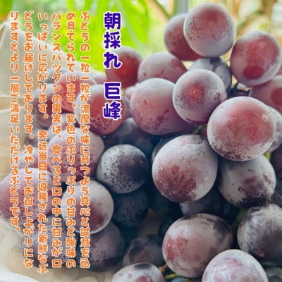 【先行受付・2026年発送】朝採れ巨峰と旬の梨 大満足セット