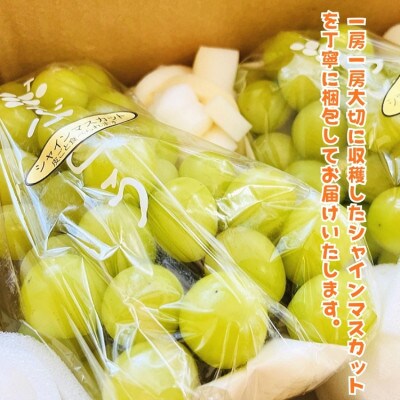【2026年・先行受付】農園直送 朝採れ シャインマスカット 約2kg