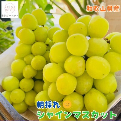【先行受付・2026年発送】農園直送 朝採れ シャインマスカット 約4kg