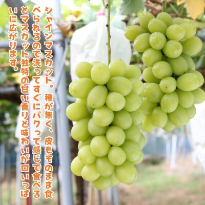 【先行受付・2026年発送】農園直送 朝採れ シャインマスカット 約4kg
