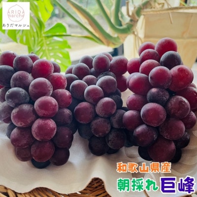 【先行受付・2026年発送】農園直送 朝採れ 巨峰 約1.2kg
