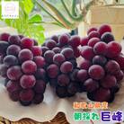 【先行受付・2026年発送】農園直送 朝採れ 巨峰 約4kg
