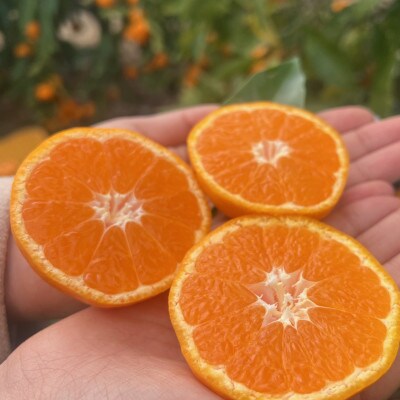 完熟 アルギット みかん 5kg M ～ L サイズ