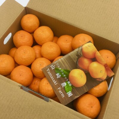 完熟 アルギット みかん 5kg 大玉(2L)サイズ【訳あり】