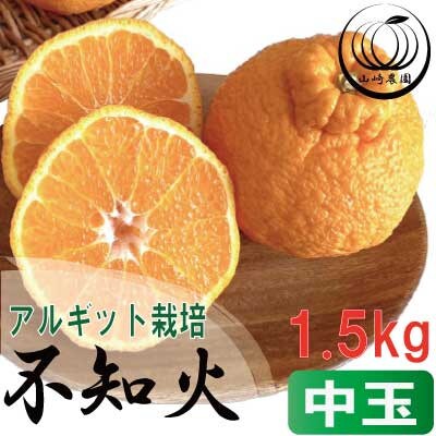 アルギット 不知火 約1.5kg 中玉 サイズ(7～8玉)