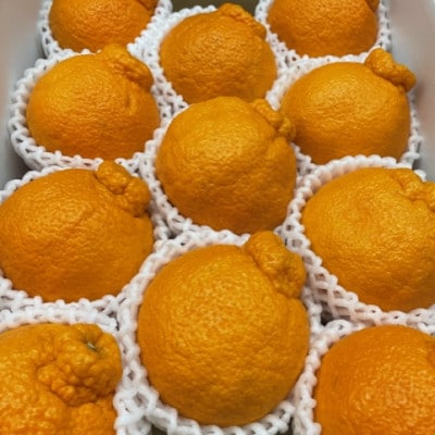 アルギット 不知火 約2.5kg 中玉 サイズ(11～12玉)