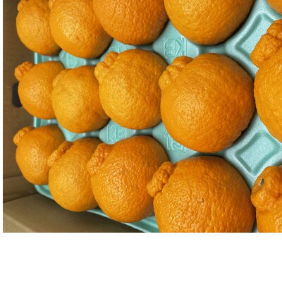 アルギット 不知火 約5kg 大玉 サイズ(15～18玉)