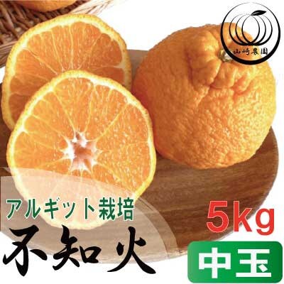 アルギット 不知火 約5kg 中玉 サイズ(20～22玉)