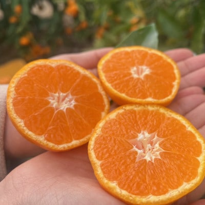 完熟 小粒 アルギット みかん 5kg 2S ～ 3S サイズ