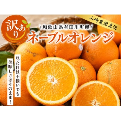 訳あり ネーブルオレンジ　約5kg|山崎農園 アルギット こだわり栽培 家庭用