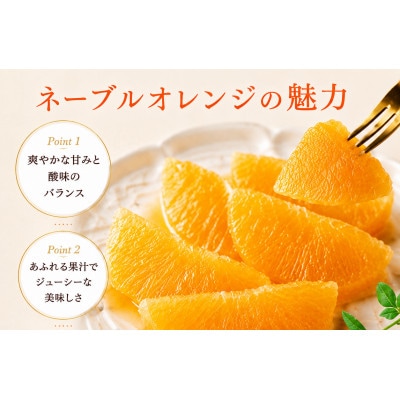 訳あり ネーブルオレンジ　約5kg|山崎農園 アルギット こだわり栽培 家庭用
