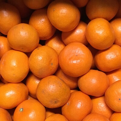 有田みかん ご家庭用 10kg