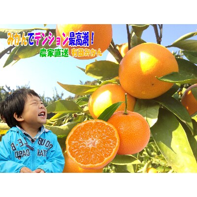 農家直送有田みかん　サイズ混合10kg