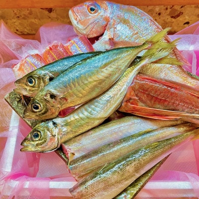 料理店直送 漁師がすすめ料理人がさばく!船上買付のお魚詰め合わせ 体験!魚料理39BOX 2～3人前