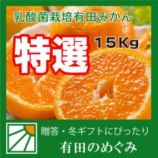 【贈答用】【ミカン選手権入賞】有田のめぐみの甘い 有田みかん【M】15kg【低農薬・乳酸菌栽培】