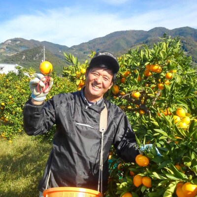 【贈答用】【ミカン選手権入賞】甘い 有田みかん【SS】10kg　栽培期間中、低農薬