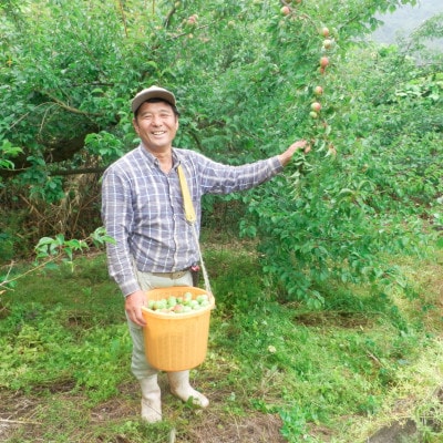 手もぎ完熟南高梅 秀品 5Kg 大つぶ3L以上