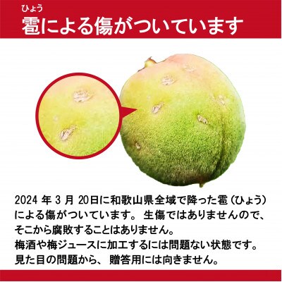 訳あり 手もぎ青梅 南高梅 10Kg L～2L