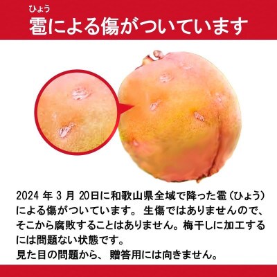 訳あり 手もぎ完熟南高梅 秀品 5Kg L～2L