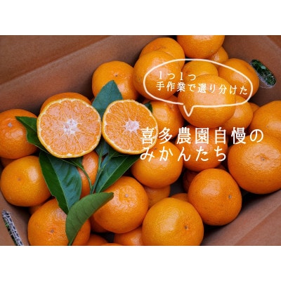 喜多農園のごく甘有田みかん　5キロ