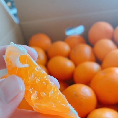 【数量限定】【越冬完熟早生・秀品・サイズ2L】和歌山有田産!冬のハウスみかん≪5kg≫
