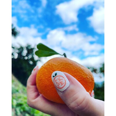 【数量限定】【越冬完熟早生・秀品・サイズS】和歌山有田産!冬のハウスみかん≪3kg≫