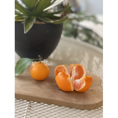 【数量限定】【越冬完熟早生・秀品・サイズM】和歌山有田産!冬のハウスみかん≪3kg≫