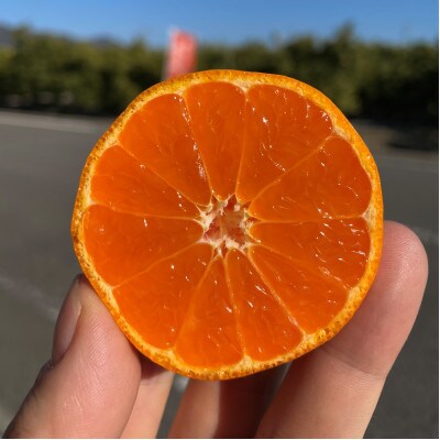 【濃厚・フレッシュ】まるでみかんそのもの!越冬完熟みかん100%無添加ジュース720ml　3本セット