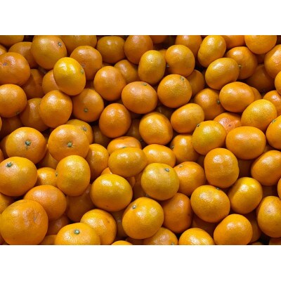 【秀品・サイズS】まる隆果樹園　和歌山有田産!早生みかん≪10kg≫【予約】【数量限定】