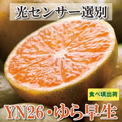 ＜先行受付＞家庭用　極早生有田みかん10kg+300g(傷み補償分)【YN26・ゆら早生・訳あり】
